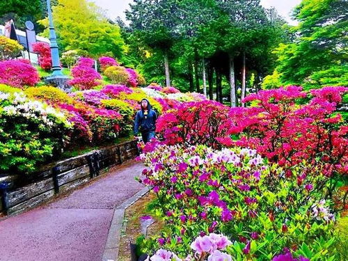 西洋杜鵑 盆栽花卉的精品之選